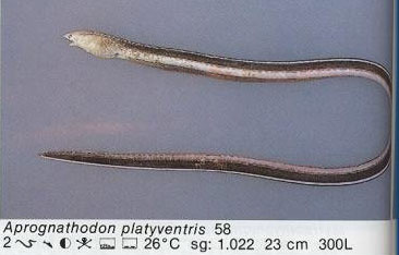 Aprognathodon platyventris